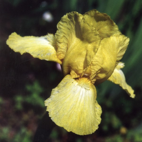 ../Images/Iris - bearded- Yellow.jpg